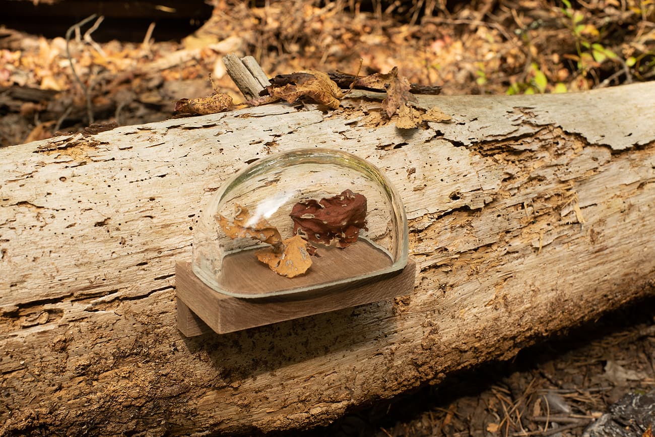 Site: The Pine Barrens, NJ - austen camille