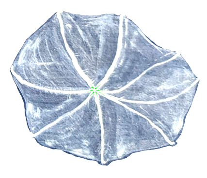 Site: Gulf of Mexico (The Immersion Project) - austen camille