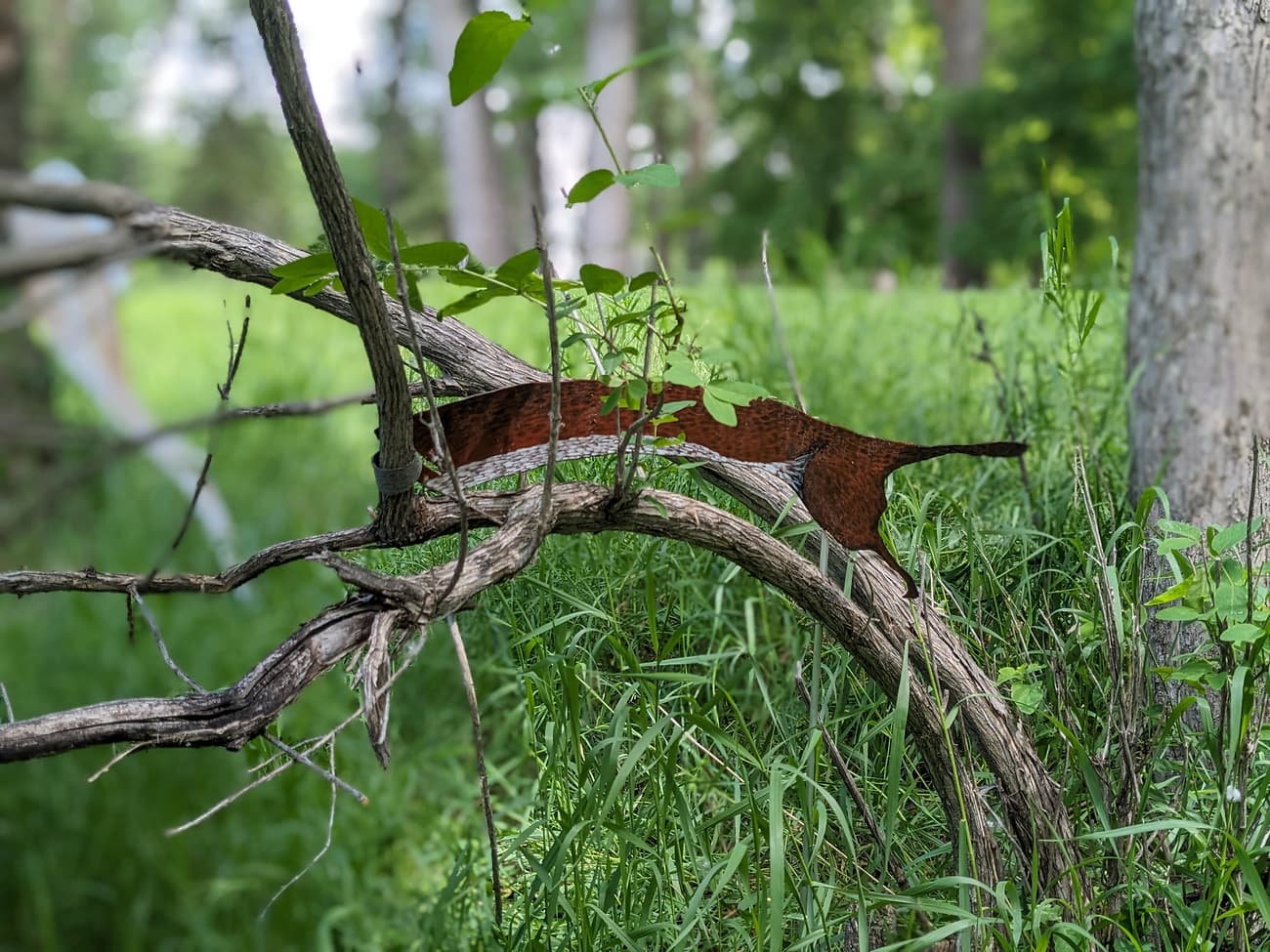 Site: Sheridan & Ranchester, WY - austen camille
