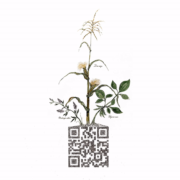 Site: IMAGINE Zine - austen camille